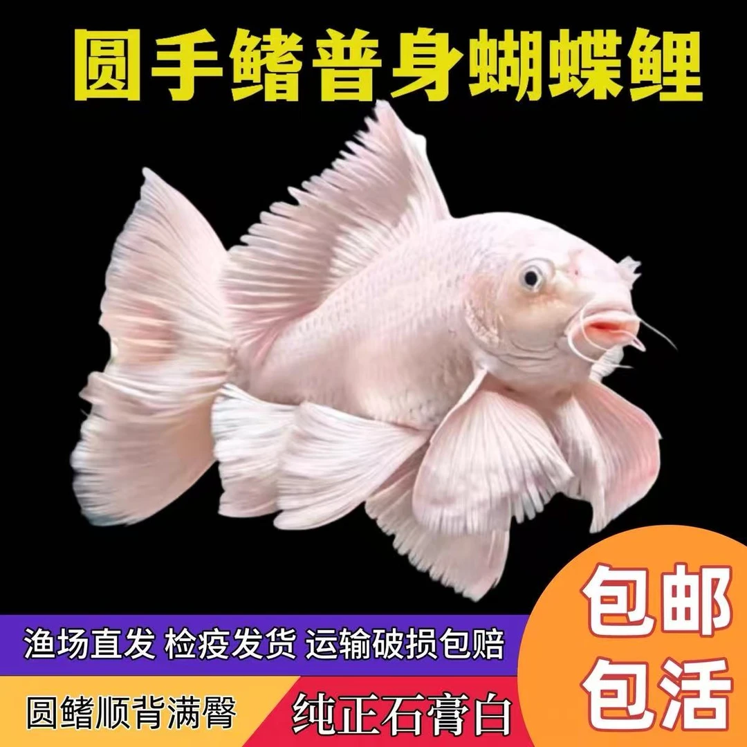 纯种台系蝴蝶鲤贵妃体白普身可混养【包活包损】