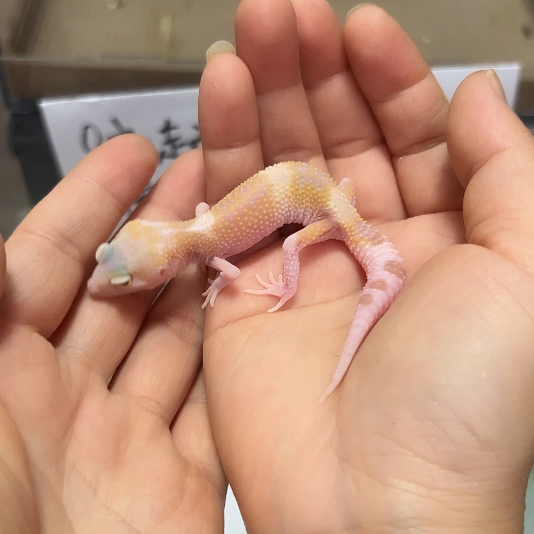 豹纹守宫豹纹守宫