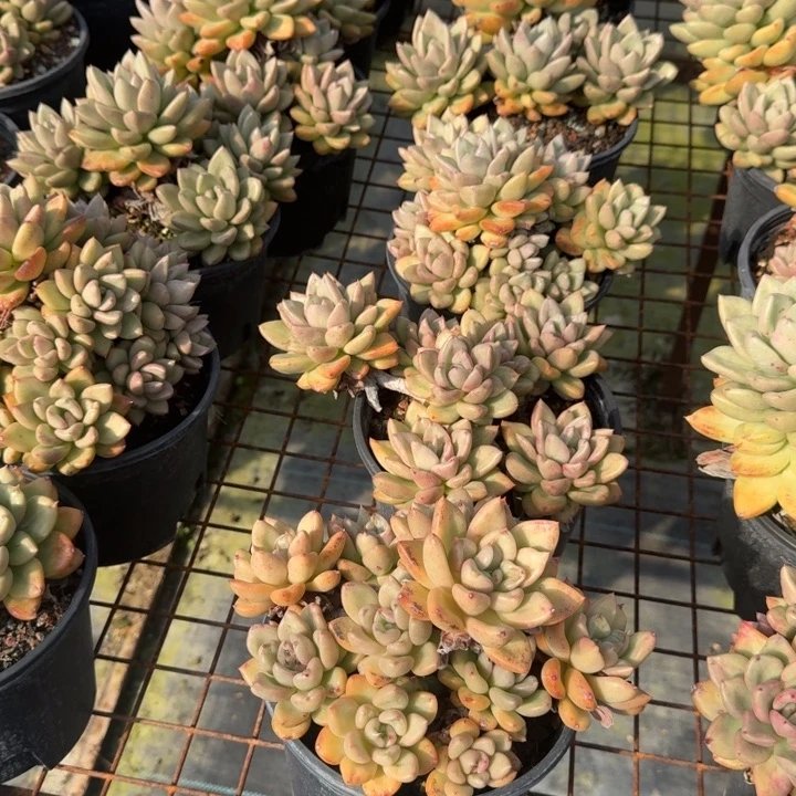 奶油鳄梨5头发货多肉植物