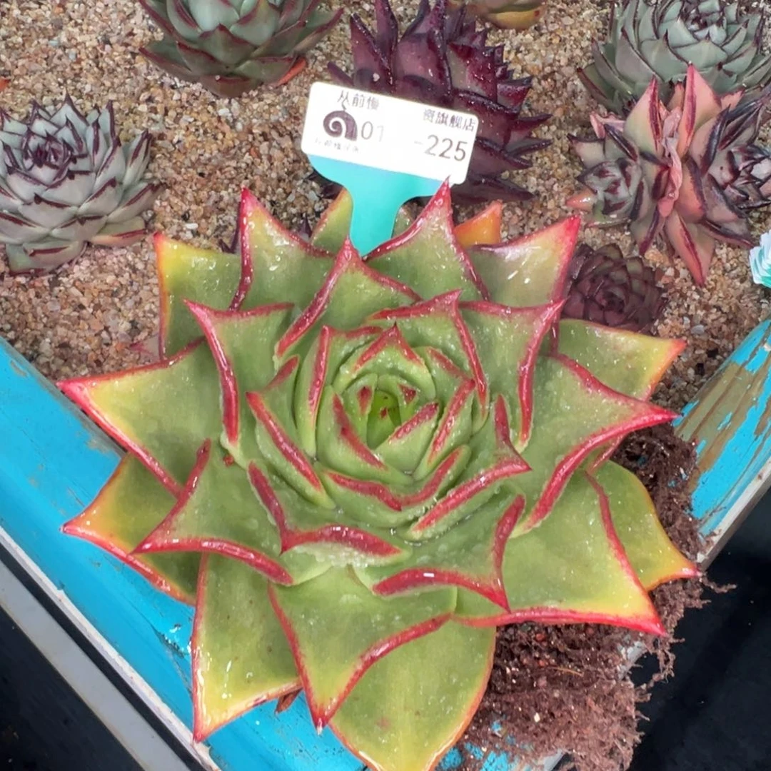 从前慢多肉精选编号0123.225