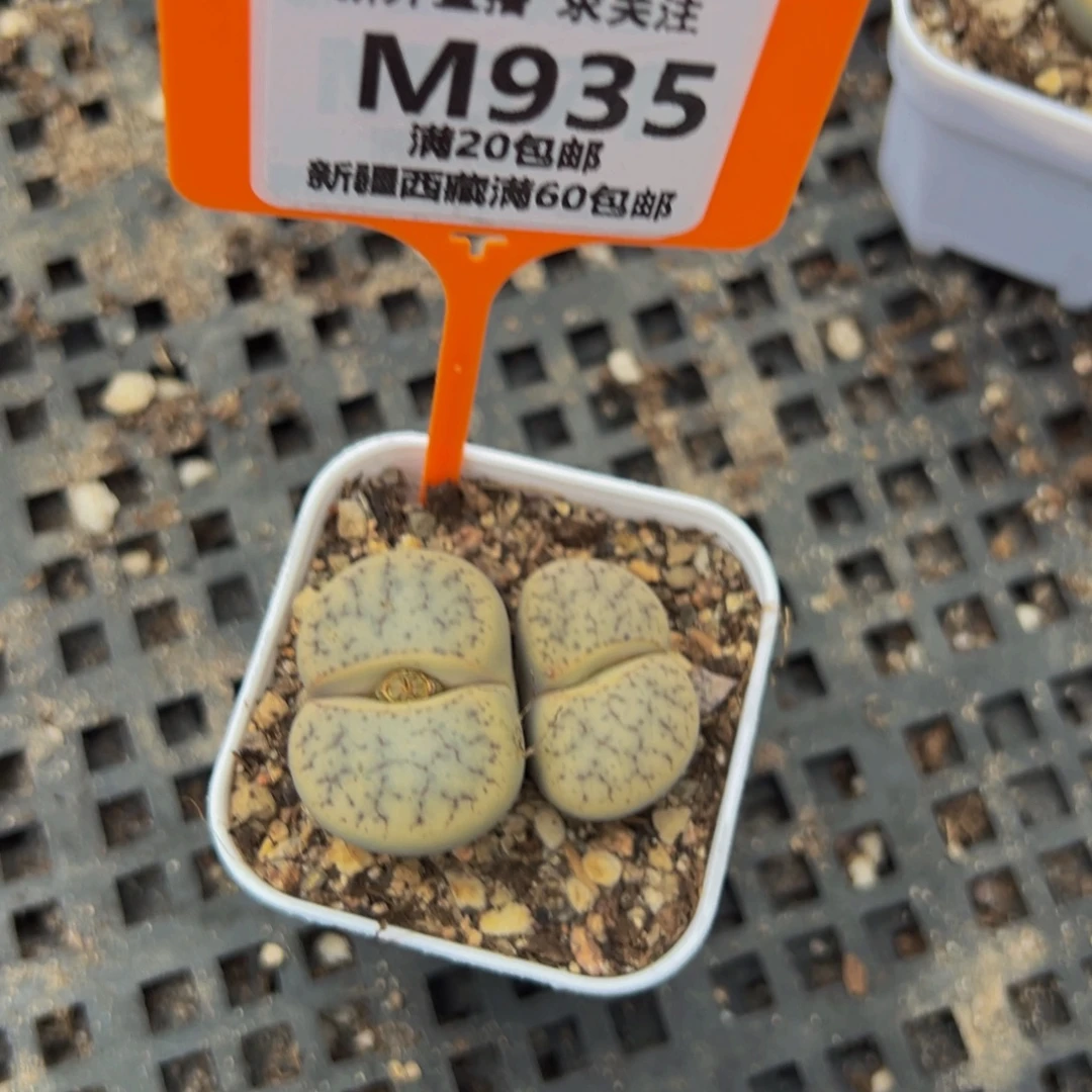 935 一物一拍，默认有伤，介意勿拍，不退不换