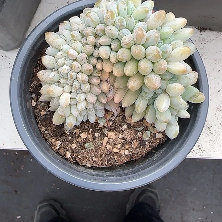 青蛙王子儿童牙膏11