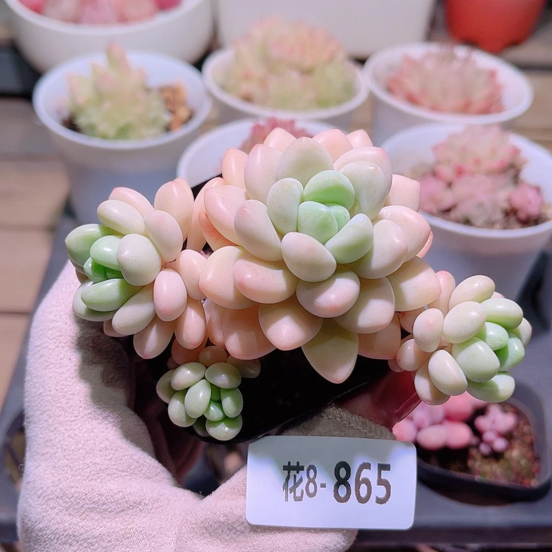 花利美8-865洛可可