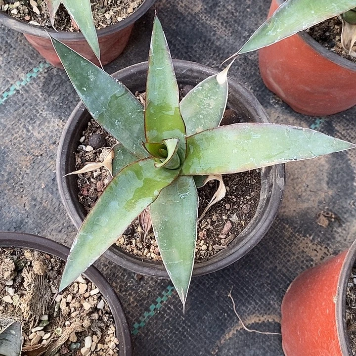 完美主义者勿拍印花龙