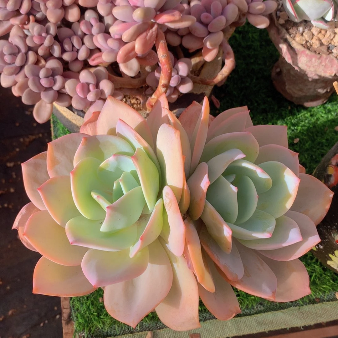 白茶22 公分一物一拍