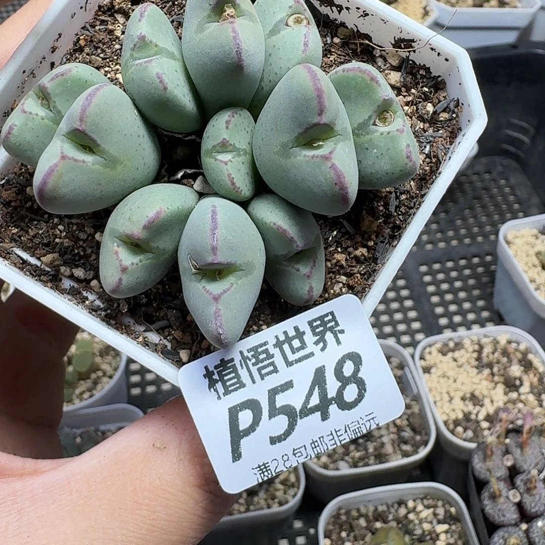 多肉植物的是我的饭gb