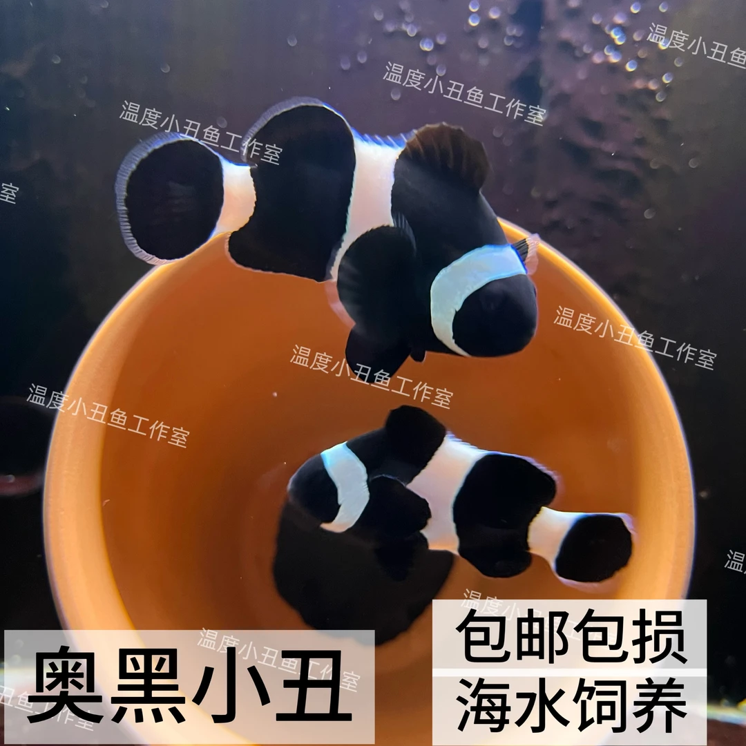人工繁殖海水鱼混养达芬奇奥黑公子小尼莫熊猫小丑鱼