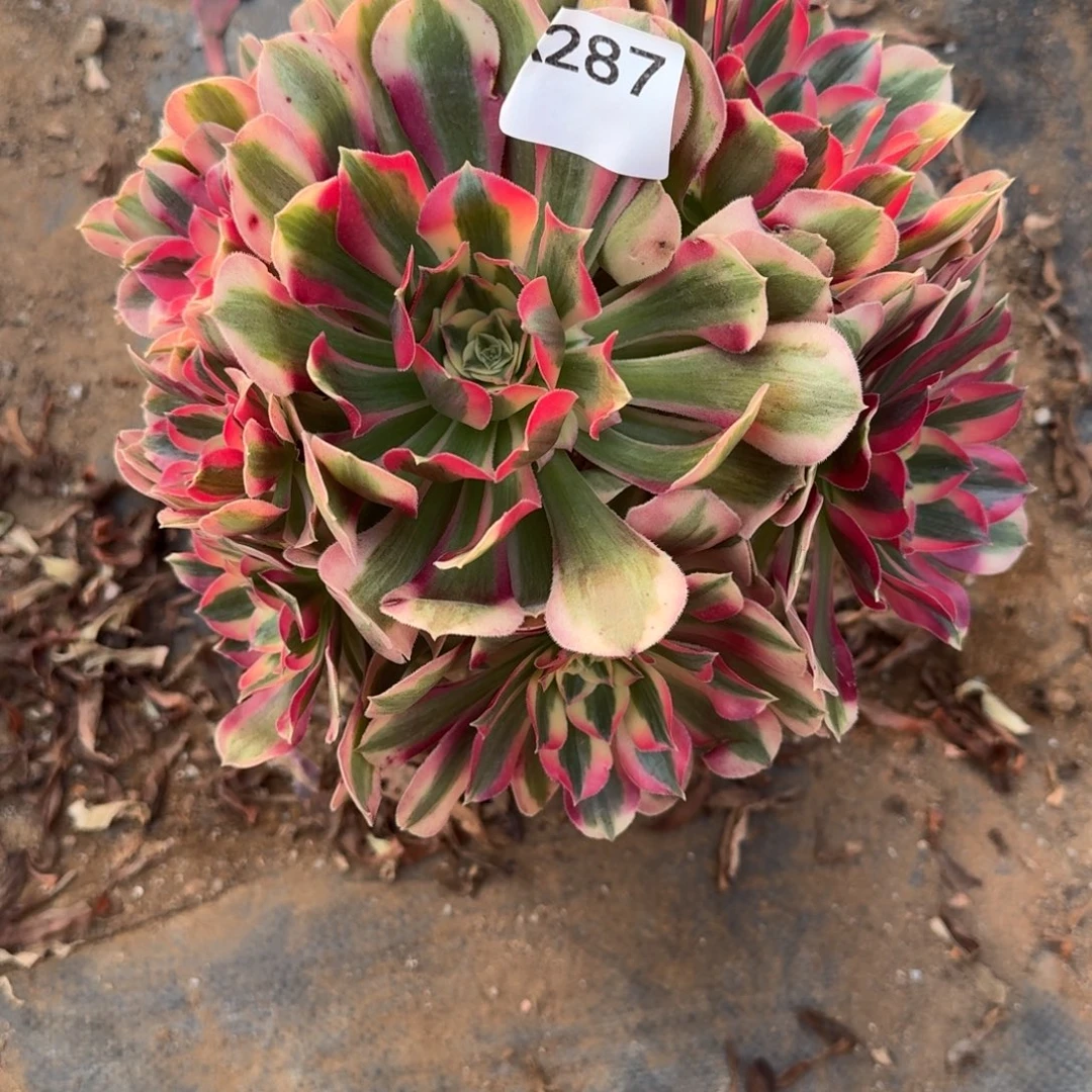 麻***马粉女巫一物一拍287