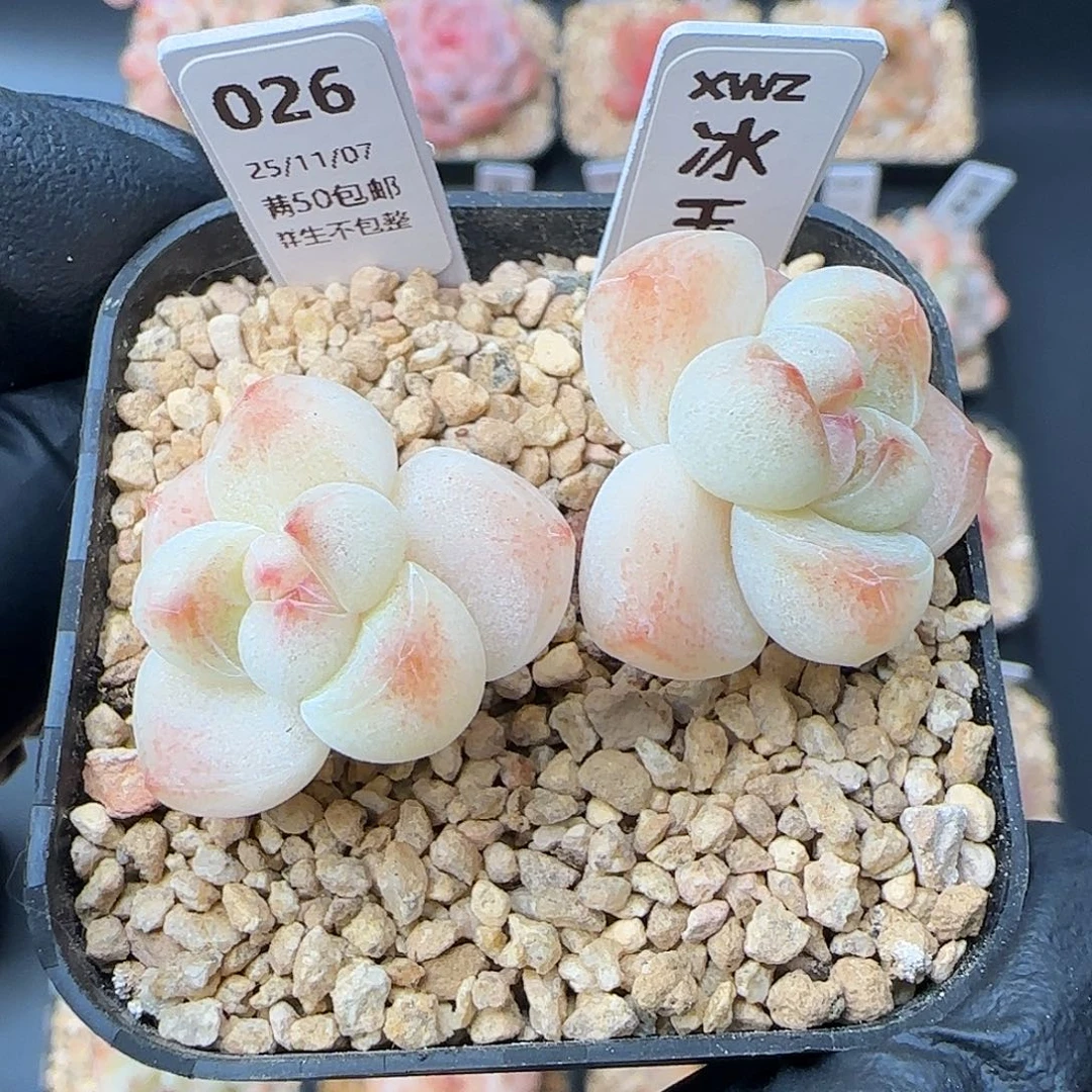 我***₎026  冰玉   5厘米盆