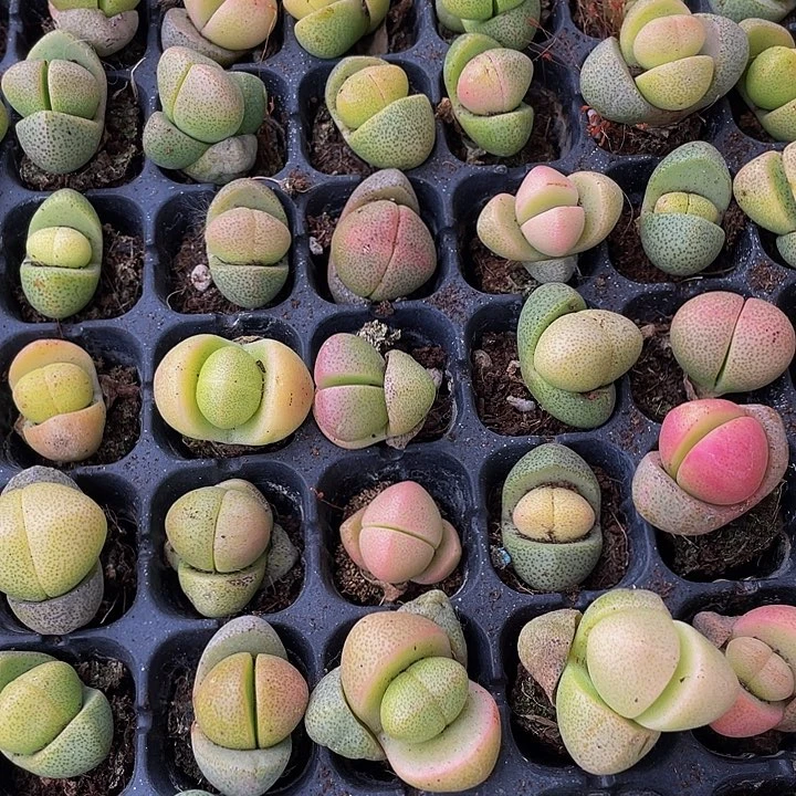 小金元宝1.5带土发