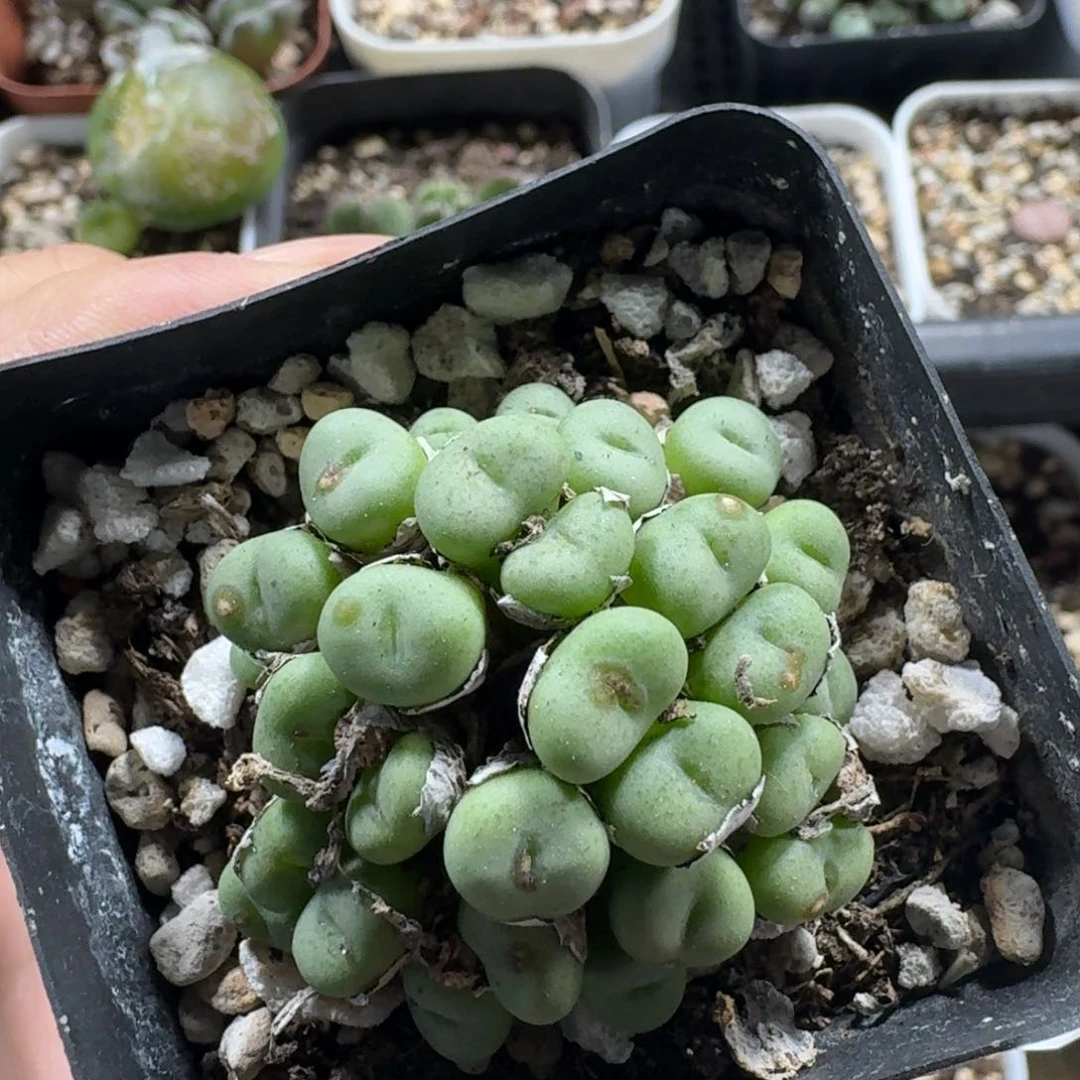 697。嘟嘟嘴紫花小饼群一颗