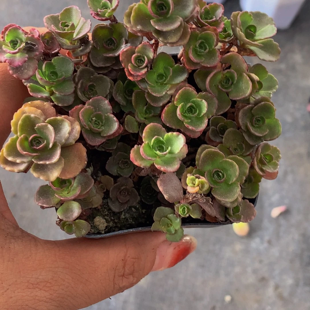 小球玫瑰 （满9.99包邮不满9.99发叶子）