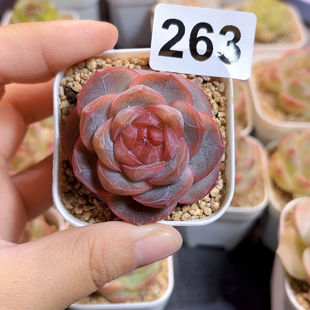 小***丫263一物一拍 并蒂C