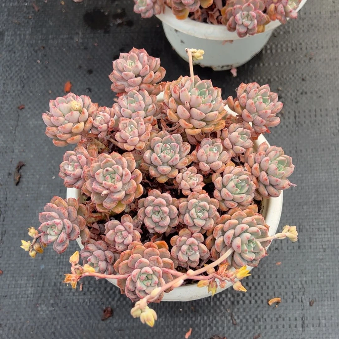 粉布偶整桩整群老桩