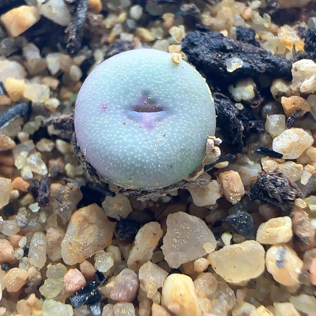 十字纽扣。         46286