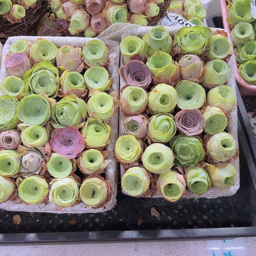 中苗组合30个2到3厘米