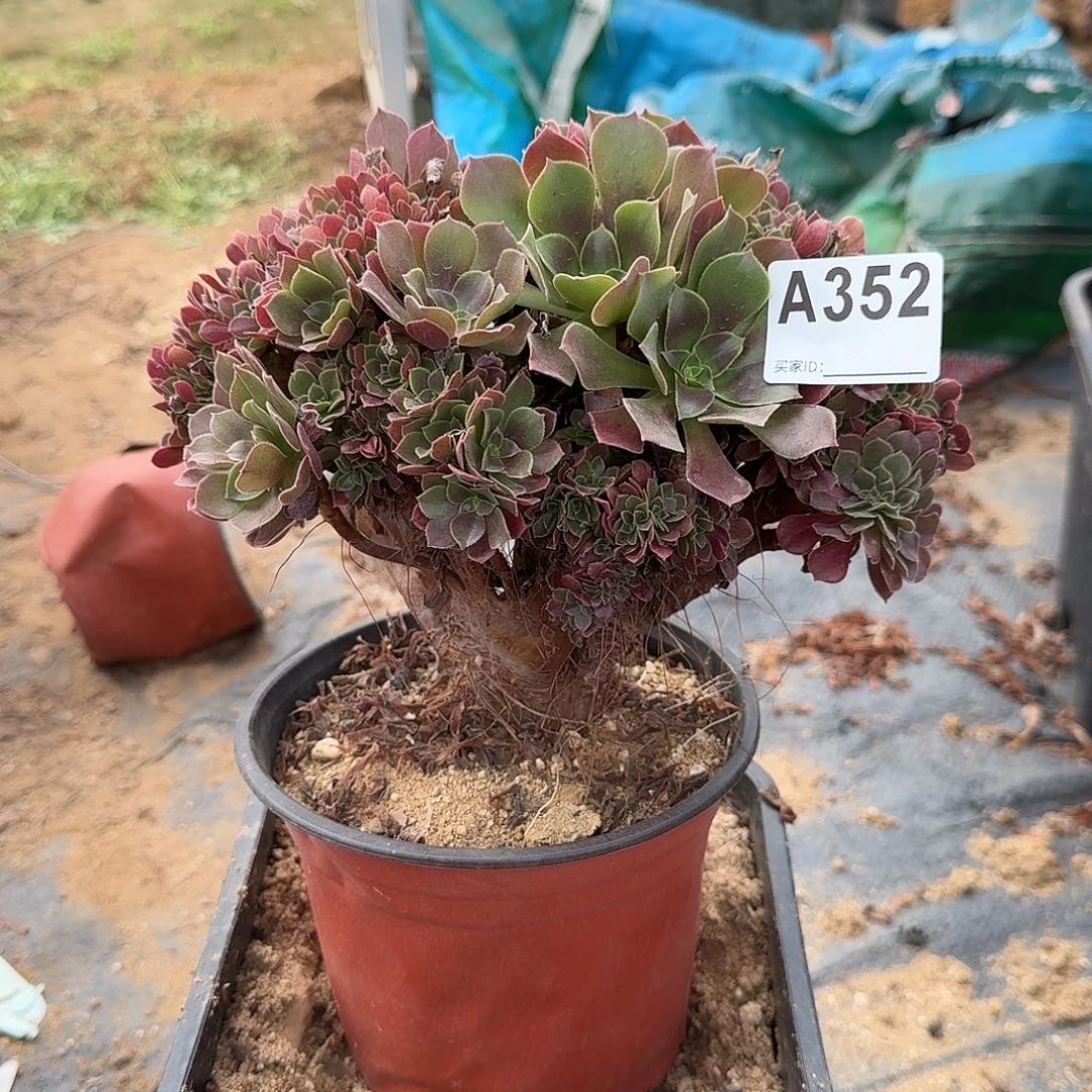 352火玫瑰朵朵一颗满28包邮