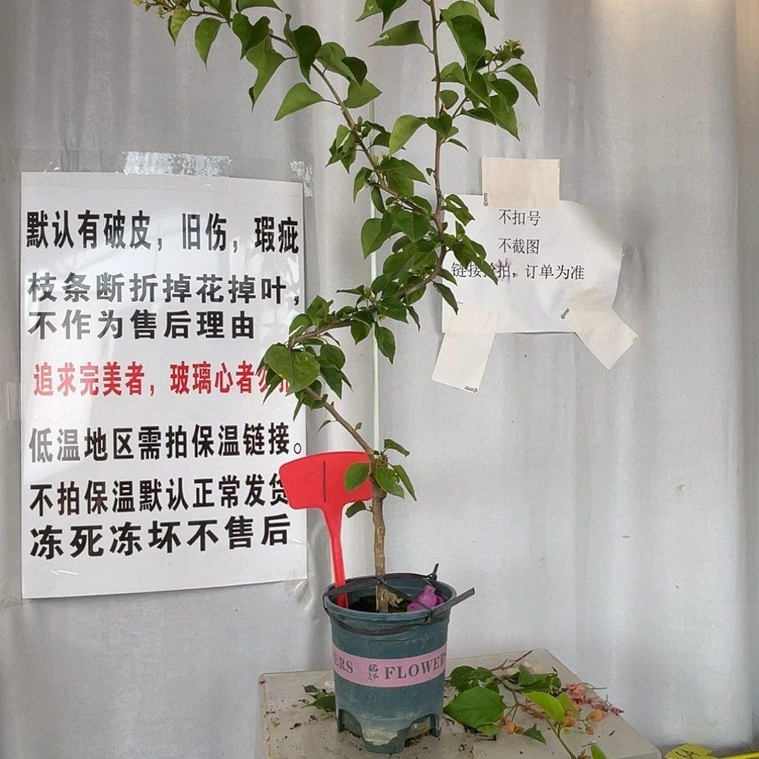 当前无花栽培后可以开花1红粉佳人高飘款