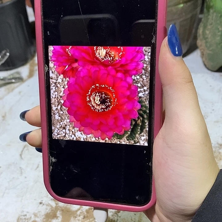 中国心四公分侧芽买一送一