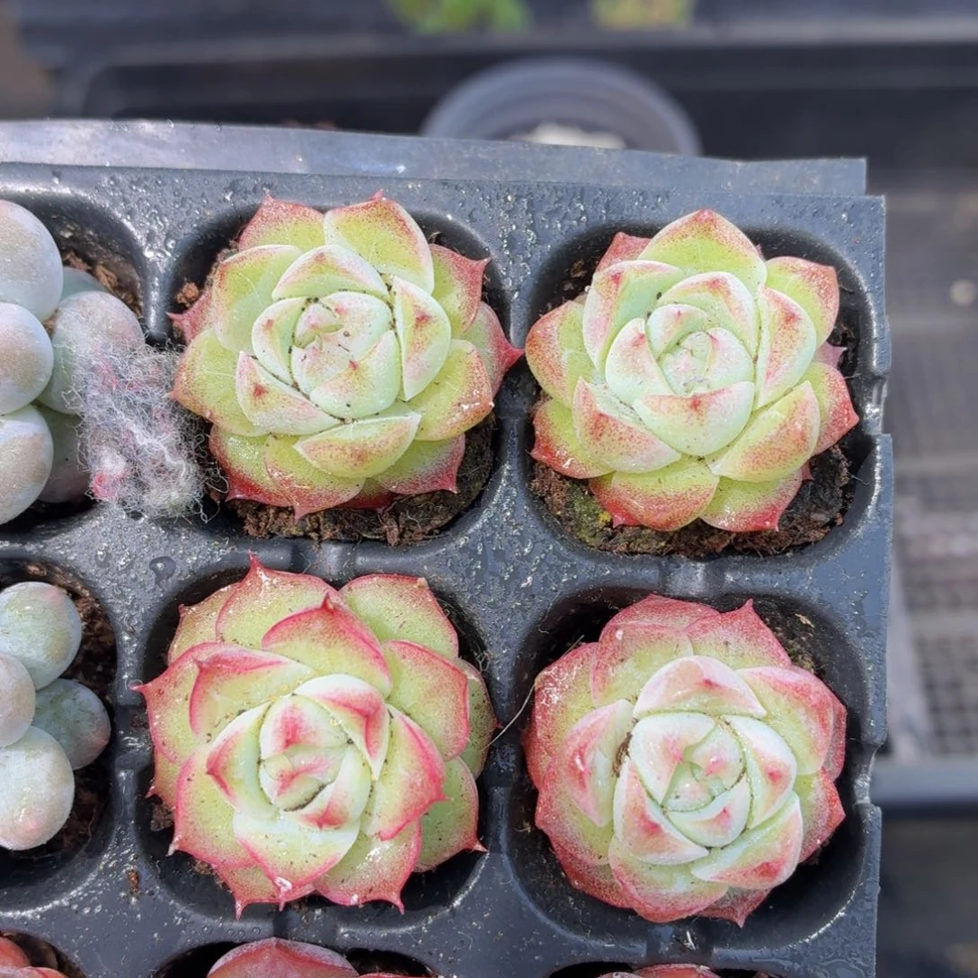 女王多肉9.9包邮发货