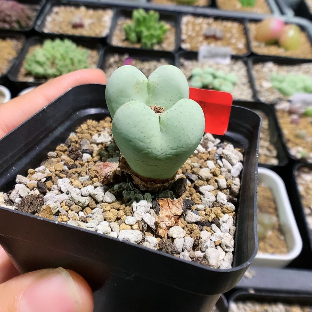 【闪购商品】7-13-23 心形少将一颗特40