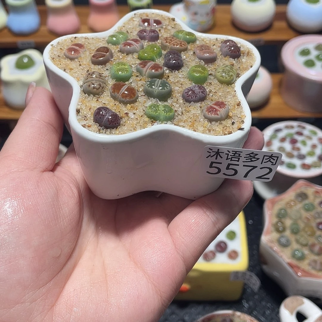 带盆土植物 一物一拍5572