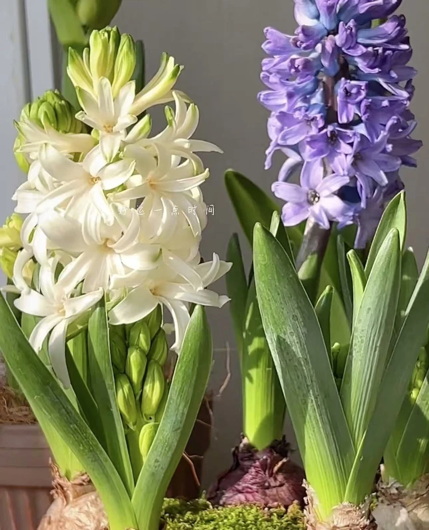 随机色风信子懒人盆---土植盆套装（实物以直播间展示为准）