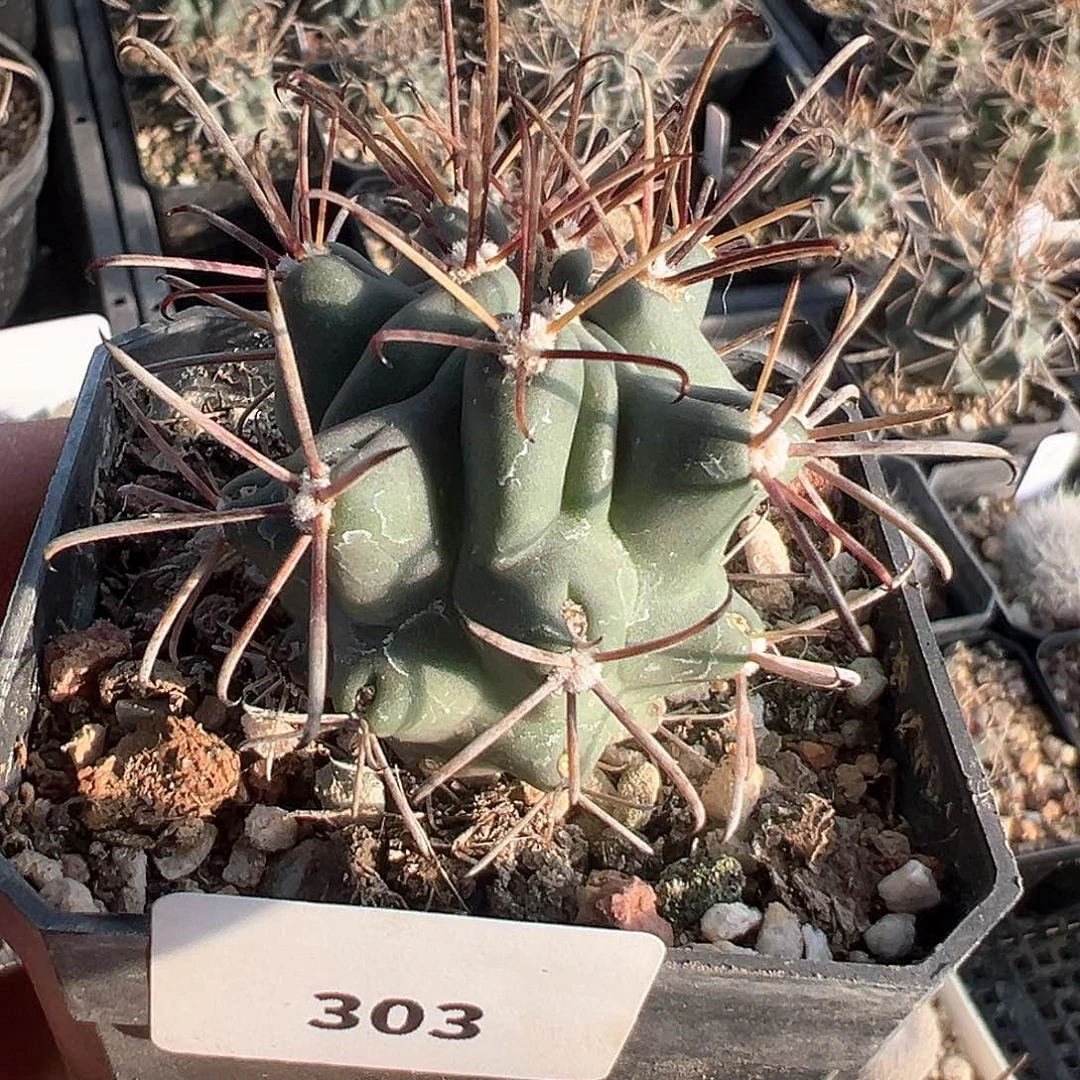 黑罗莎，仙人球，实生，不含刺直径4厘米