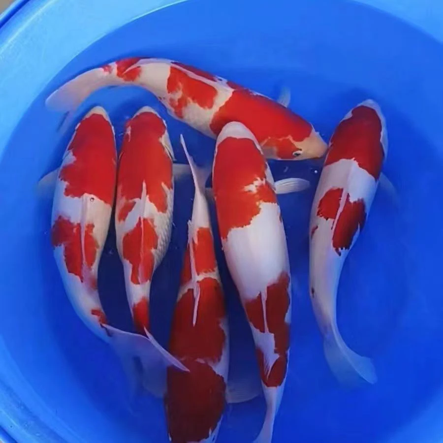 观赏鱼锦鲤红白三色大正昭和绯写冷水鱼活体好养