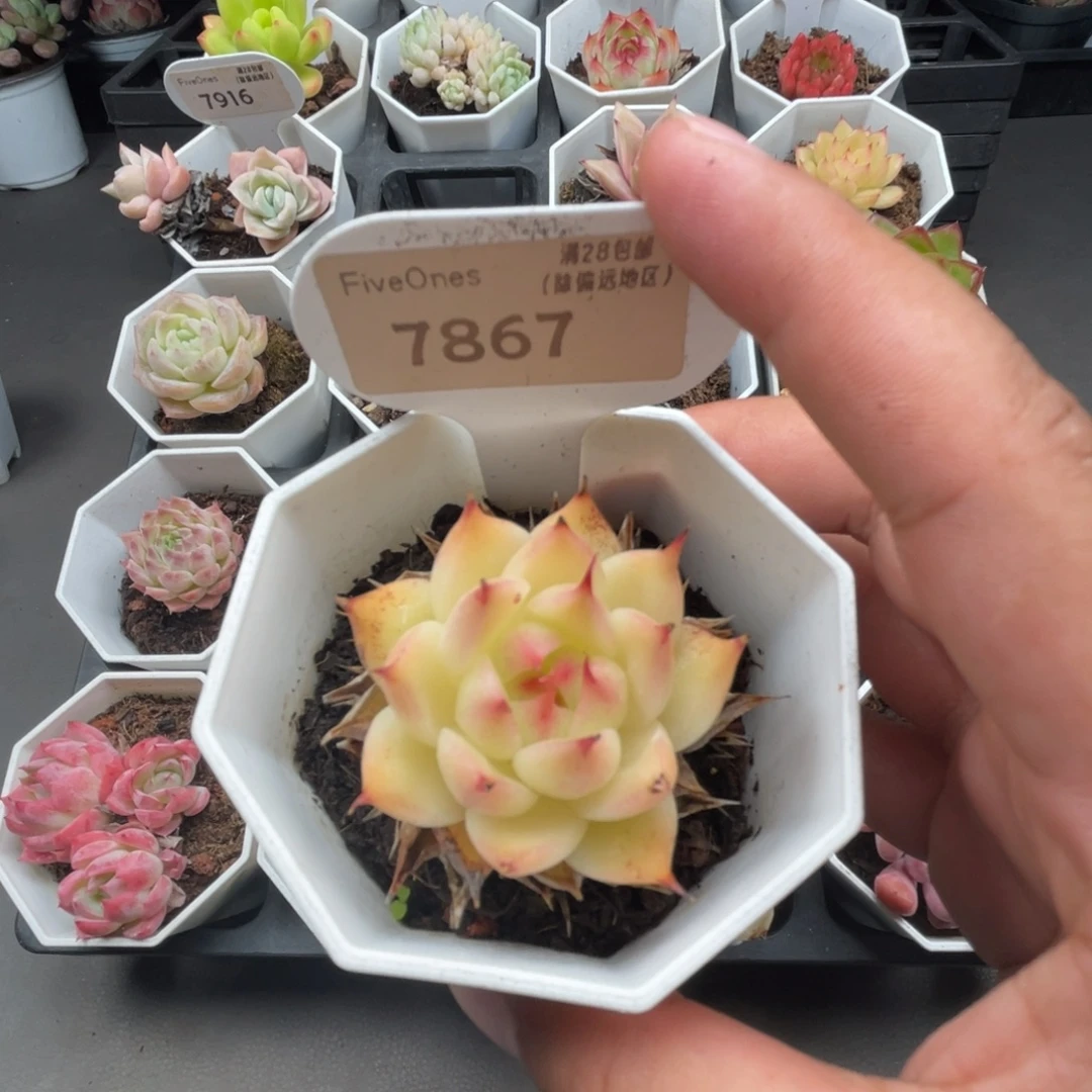 7867托斯卡内利4.5厘米