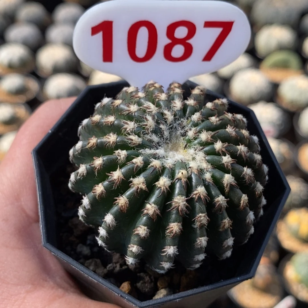 1087奇特球福利哦