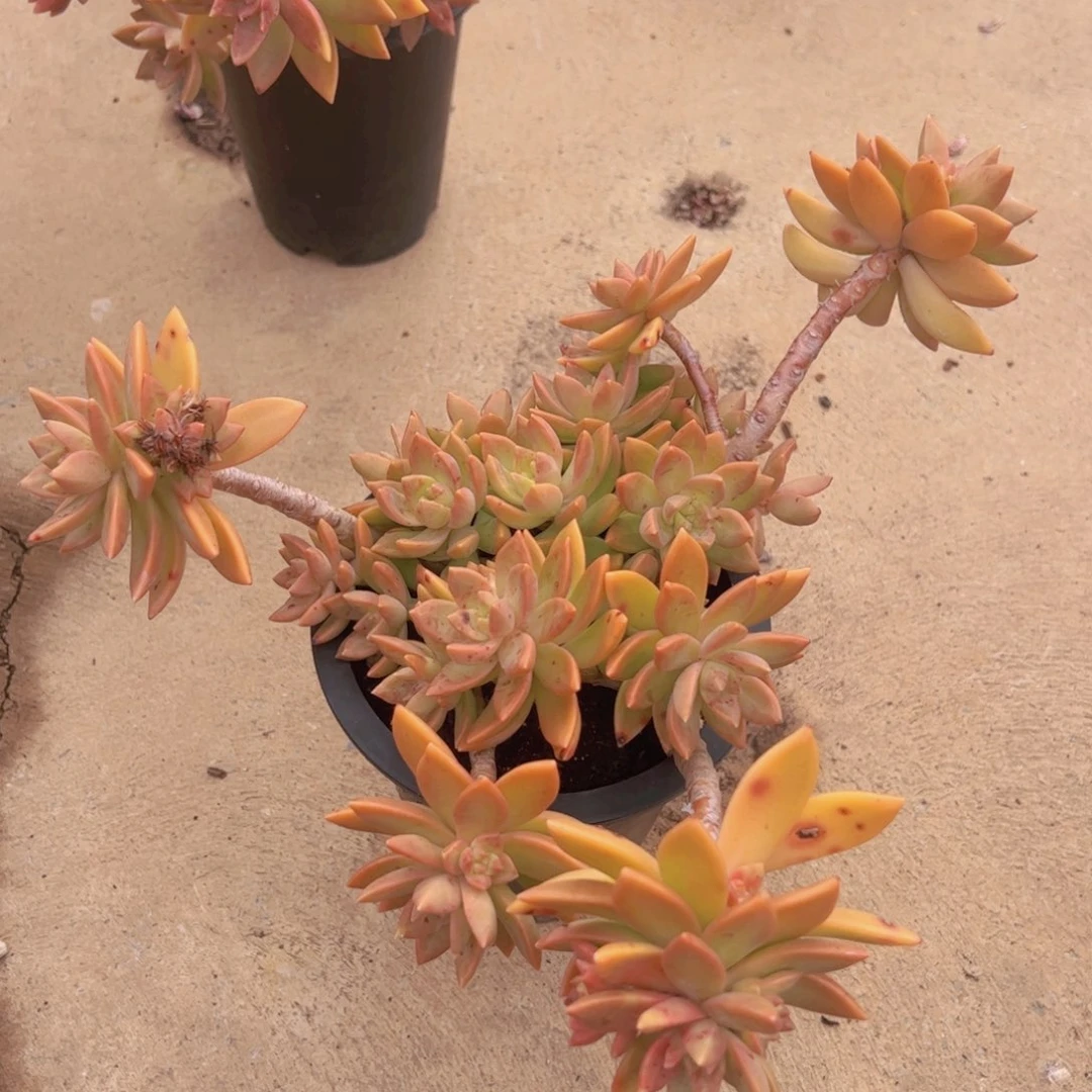 黄金布丁大盆整装一盆