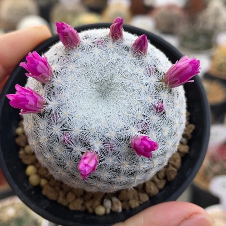 大春星          实生根