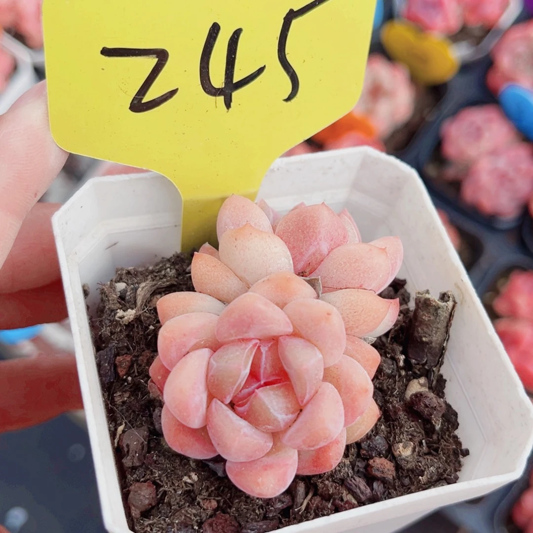 245号小老桩糖心双头