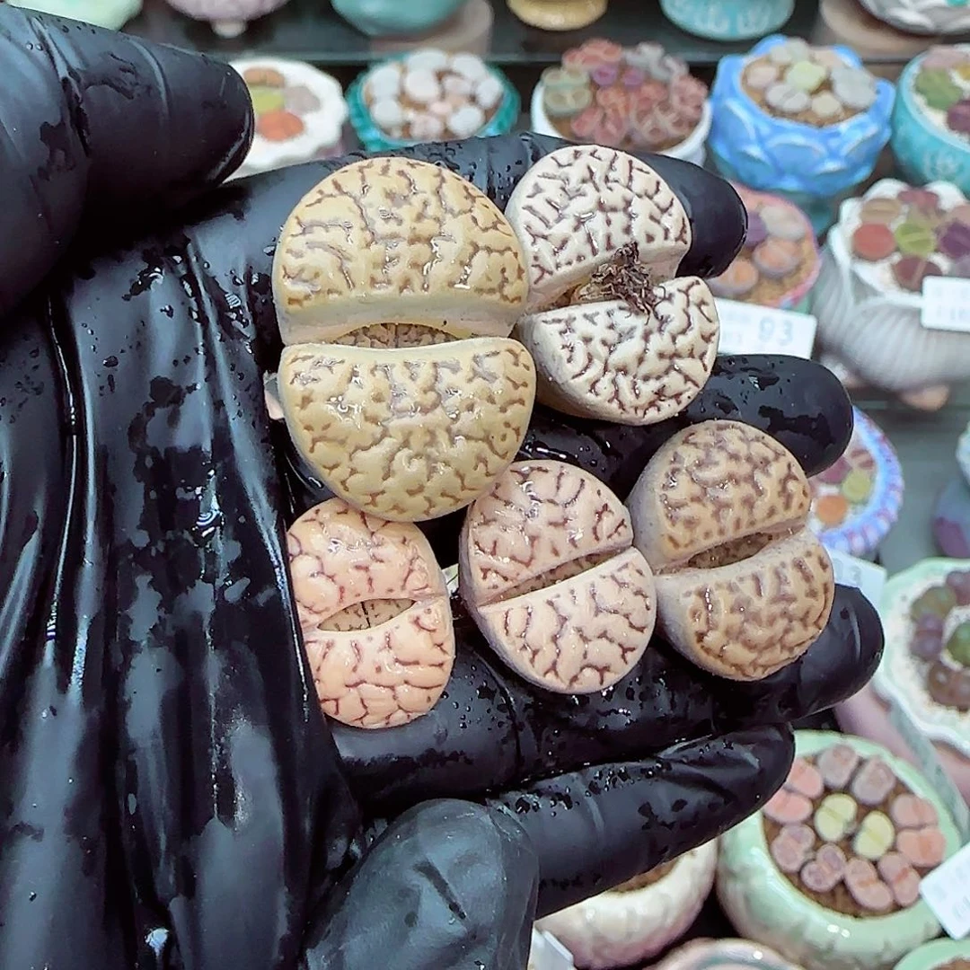 生石花满18包邮0103-105