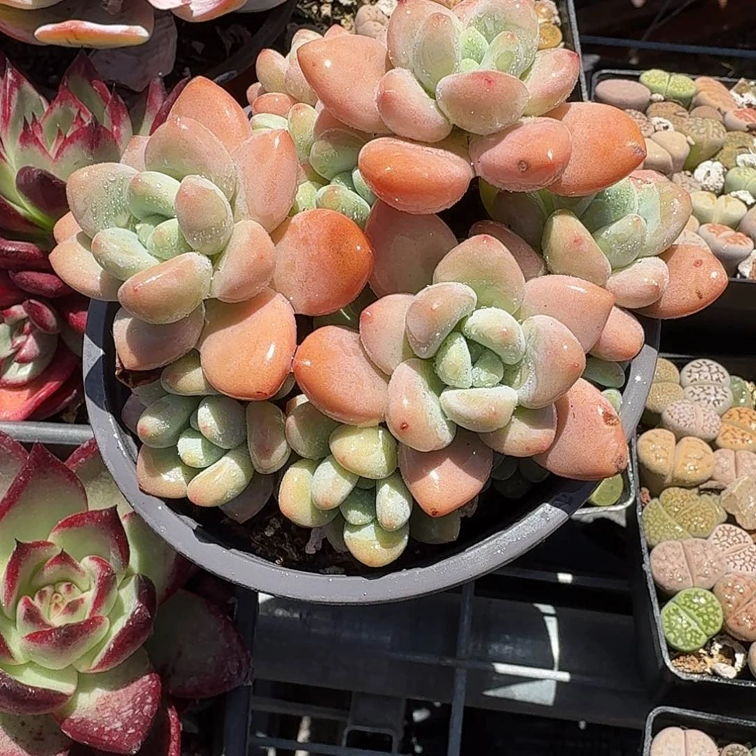 多头洛神多肉植物