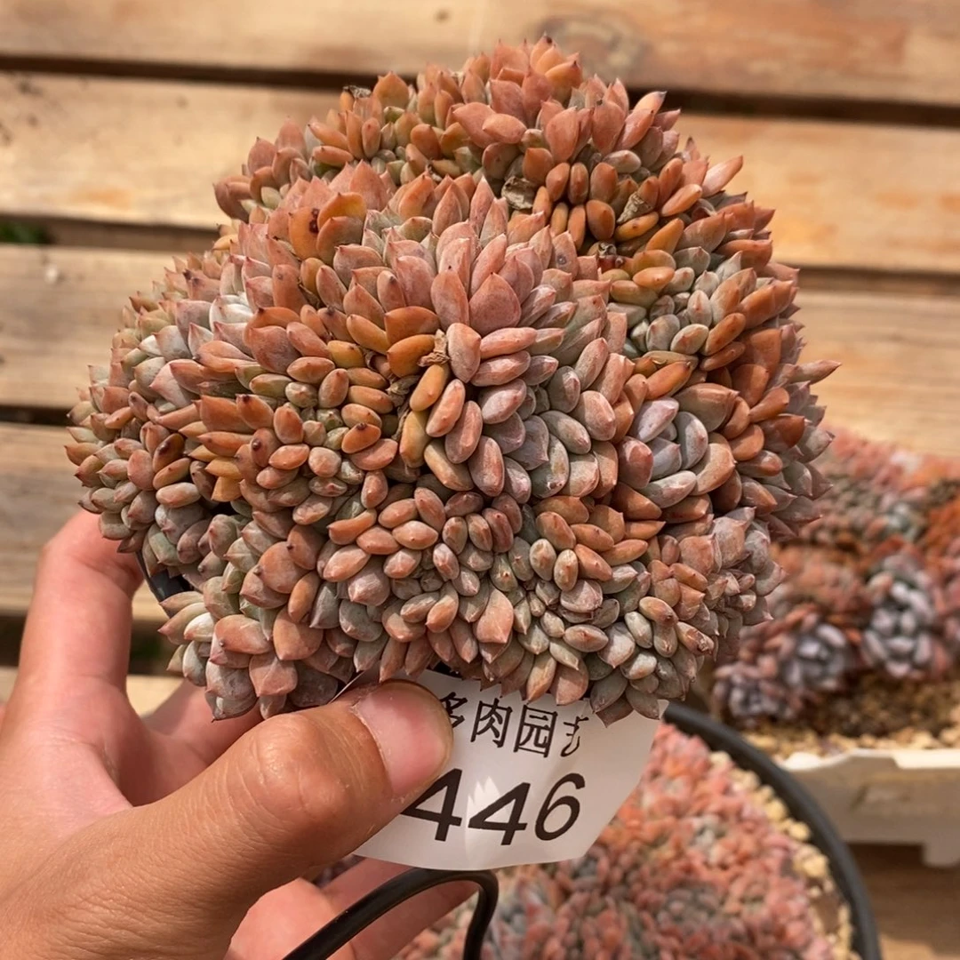 星影（寄养代出1号）5446