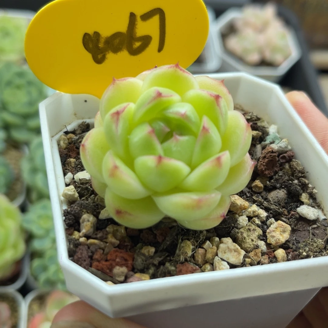 菠萝蜜麦秆单头4067