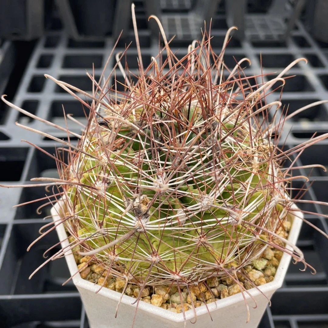 0124             实生根