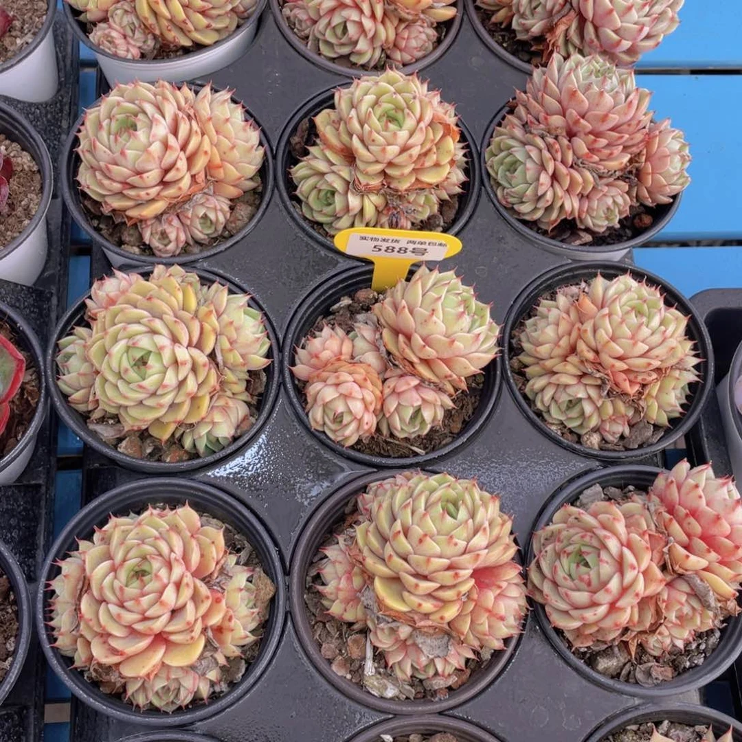 588号黄金苯巴蒂斯群生一个