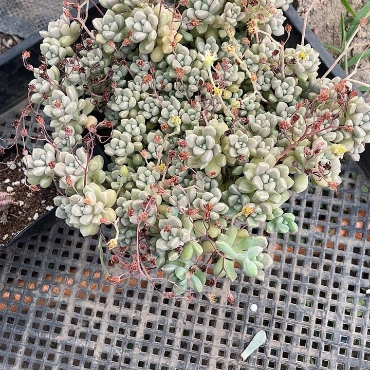 小****定向小葵满25包邮