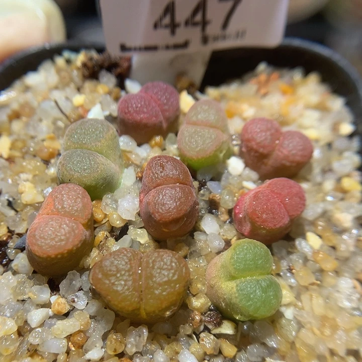 Sss精品生石花447