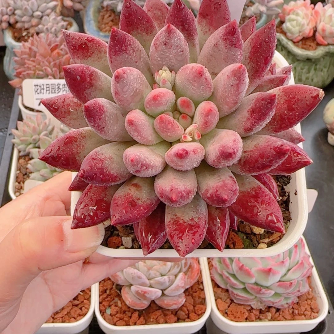 多肉植物7845…………