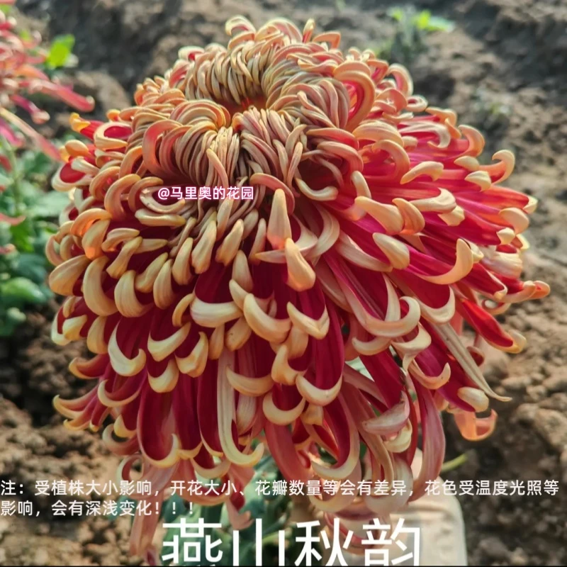 【燕山秋韵】传统大菊盆栽九月菊 室外庭院阳台新手多年生草本花卉