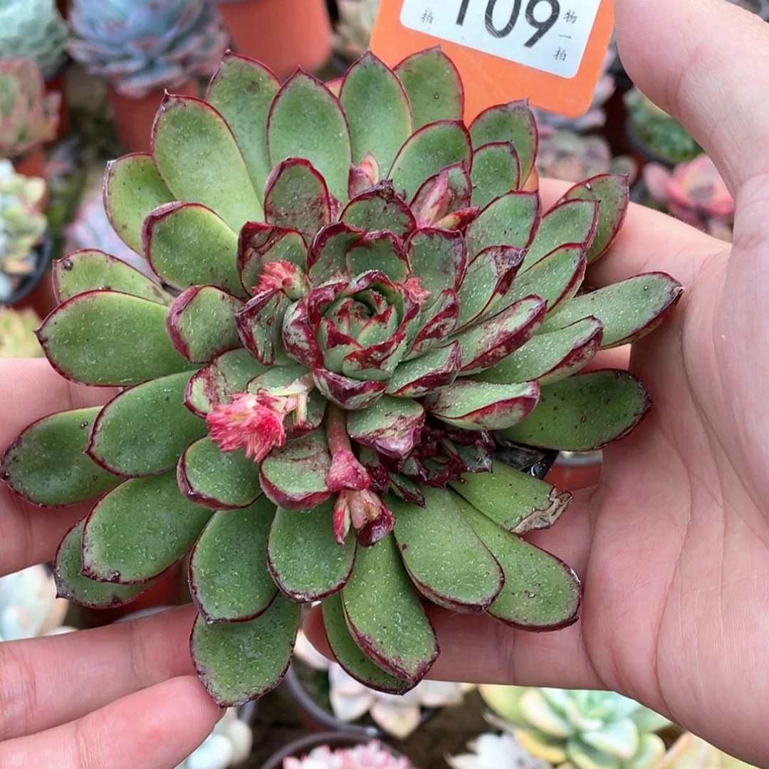 【闪购商品】?*昔109号