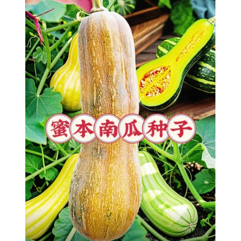 A-025【满3包包邮  满5包送一包】蜜本南瓜种子