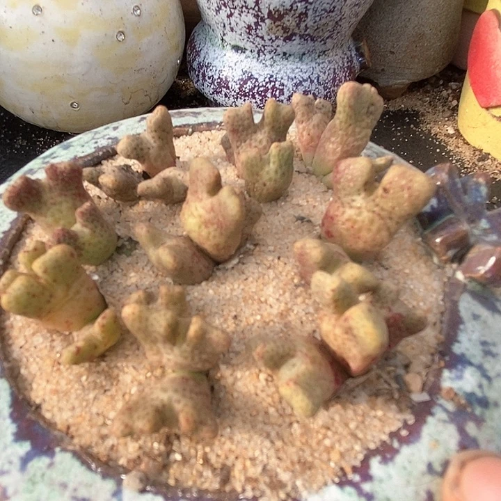 三头园艺鹿角斑马一颗