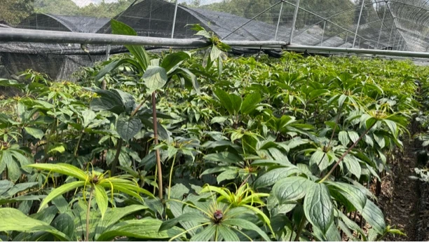云南深山七叶一枝花落地重楼可栽培绿植