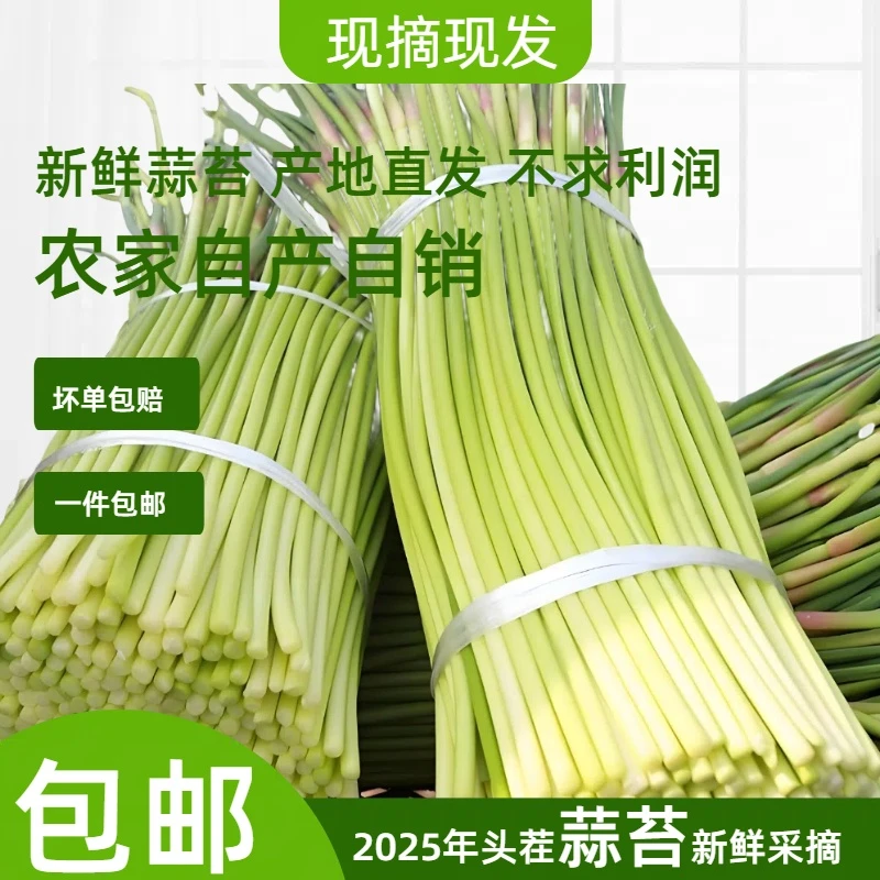 【新鲜现摘】2025年新鲜蒜苔批发新鲜红帽蒜苔农家绿色现摘蔬菜M