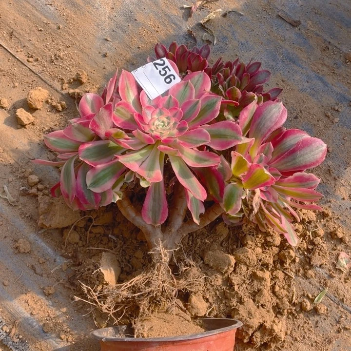 多肉粉女巫缀化256